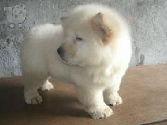 PoulaTo: Chow chow-Τσόου Τσόου